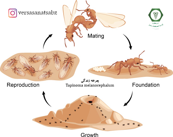Tapinoma melanocephalum life cycle، چرخه زندگی مورچه شبح